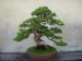 Juniperus chin. Itoigawa - after